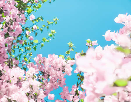 Blooming beauty, wedding invitation and nature concept - Pastel pink blooming flowers and blue sky...
