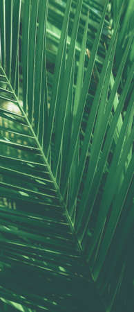 Botanical backdrop, exotic vacation and beauty in nature concept - Tropical palm leaves, floral backgroundの写真素材