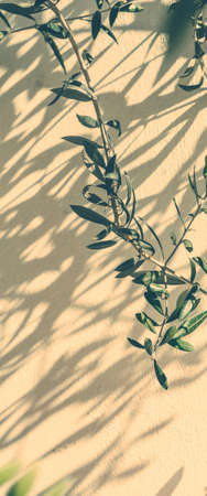 Mediterranean nature, botanical background and summertime concept - Olive garden in Greeceの写真素材