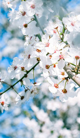 Floral beauty, dream garden and natural scenery concept - Cherry tree blossom and blue sky, white...