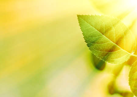 Nature background, sustainable solar energy, environmental concept - Fresh green leaves in spring