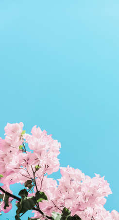 Blooming beauty, wedding invitation and nature concept - Pastel pink blooming flowers and blue sky...