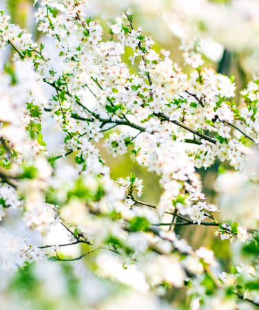 Floral beauty, dream garden and natural scenery concept - Cherry tree blossom in spring, white...
