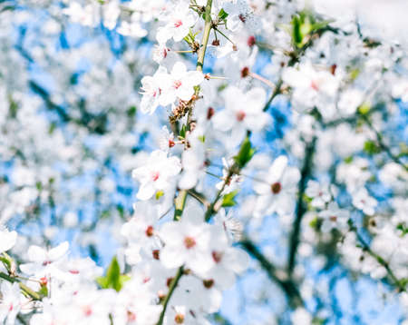 Floral beauty, dream garden and natural scenery concept - Cherry tree blossom and blue sky, white...