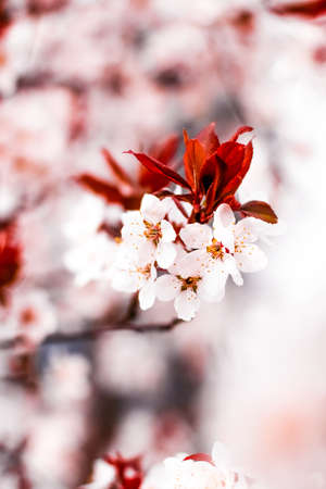 Botanical beauty, dream garden and natural scenery concept - Floral blossom in spring, pink flowers as nature backgroundの写真素材
