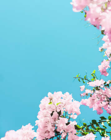Blooming beauty, wedding invitation and nature concept - Pastel pink blooming flowers and blue sky...
