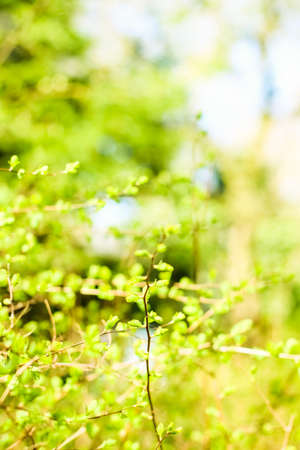 Natural environment, botanical textures and bioenergy concept - Green leaves in springtime, nature...