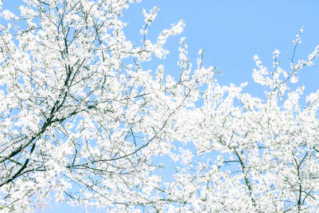 Floral beauty, dream garden and natural scenery concept - Cherry tree blossom and blue sky, white...