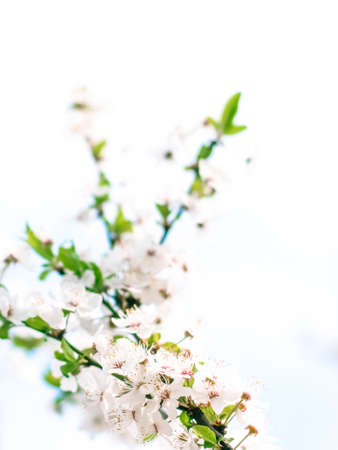 Floral beauty, dream garden and natural scenery concept - Cherry tree blossom in spring, white...
