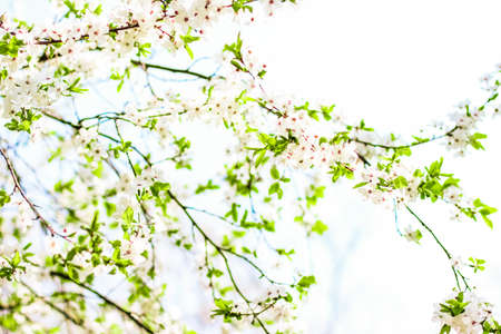 Floral beauty, dream garden and natural scenery concept - Cherry tree blossom in spring, white...