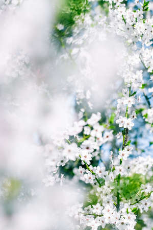 Floral beauty, dream garden and natural scenery concept - Cherry tree blossom and blue sky, white flowers as nature backgroundの写真素材