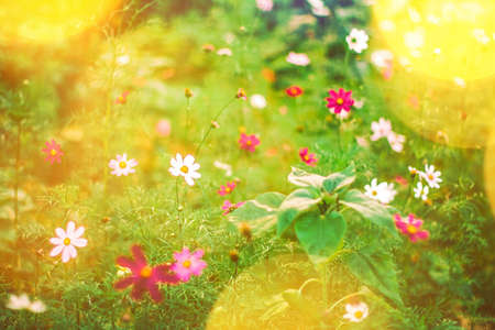 Summertime, beauty in nature and gardening concept - Daisy flowers in a dream garden in summertimeの写真素材