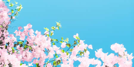 Blooming beauty, wedding invitation and nature concept - Pastel pink blooming flowers and blue sky...