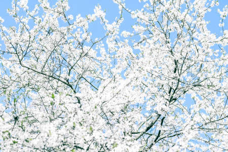 Floral beauty, dream garden and natural scenery concept - Cherry tree blossom and blue sky, white...