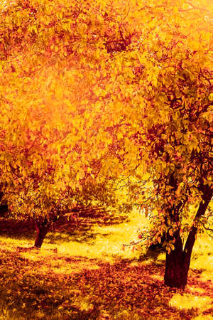 Seasonal travel, retro backdrop and rural environment concept - Beautiful autumn landscape...