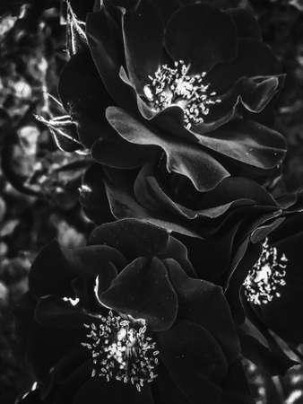 Flowers in bloom, beautiful nature and romantic design concept - Black blooming garden rose flower at sunset, floral beauty backgroundの写真素材