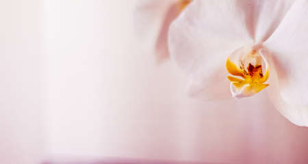 Blooming, branding and botanical concept - Pink orchid flower in bloom, abstract floral blossom art background and flowers in nature for wedding invitation and luxury beauty brand holiday designの写真素材