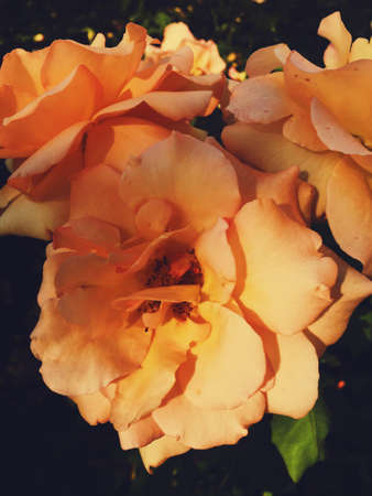 Garden flowers, beautiful nature and romantic holiday concept - Wonderful blooming rose flower at...