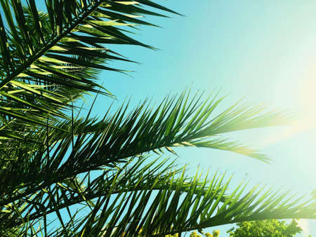 Tropical nature, vintage backdrop and summer vacation concept - Palm tree leaves and the sky, summertime travel backgroundの写真素材