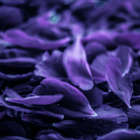 Branding, blossom and botanical concept - Abstract floral holiday art background, purple blooming flower petals in dream garden and beauty in nature for luxury spa brand and wedding invitation designの写真素材
