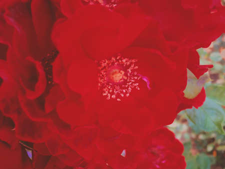 Flowers in bloom, beautiful nature and romantic design concept - Red blooming garden rose flower at...