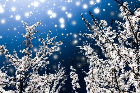 Branding, magic and festive concept - Christmas, New Years blue floral background, holiday card design, flower tree and snow glitter as winter season sale promotion backdrop for luxury beauty brandの写真素材