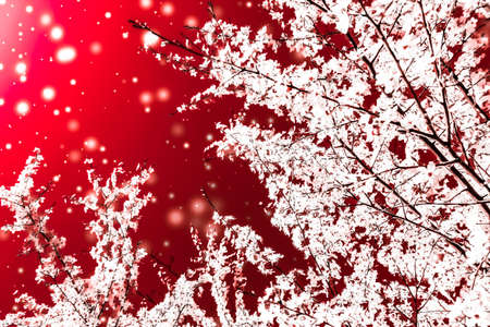 Branding, magic and festive concept - Christmas, New Years red floral background, holiday card design, flower tree and snow glitter as winter season sale promotion backdrop for luxury beauty brandの写真素材