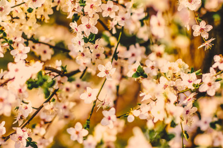 Flower art, romantic card and botanical backdrop concept - Vintage cherry flowers in bloom at...