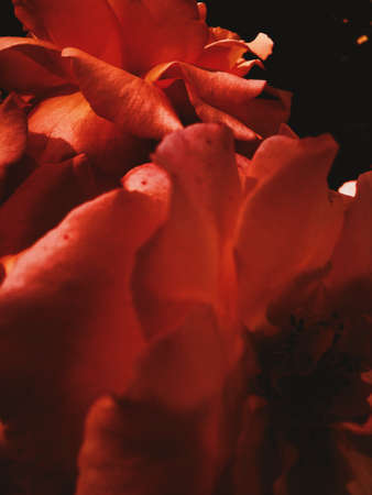 Garden flowers, beautiful nature and romantic holiday concept - Wonderful blooming rose flower at...