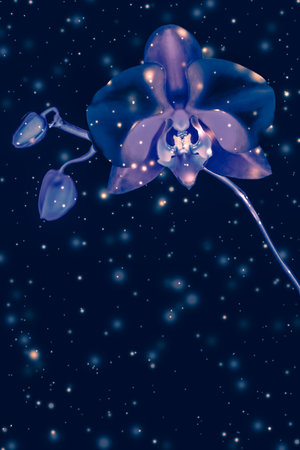 Blooming flowers, botanical design and nature beauty concept - Orchid flower in bloom, abstract floral art backgroundの写真素材