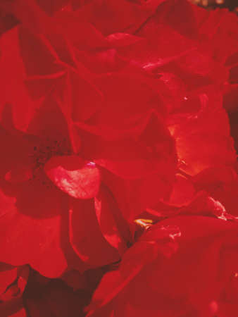 Flowers in bloom, beautiful nature and romantic design concept - Red blooming garden rose flower at...