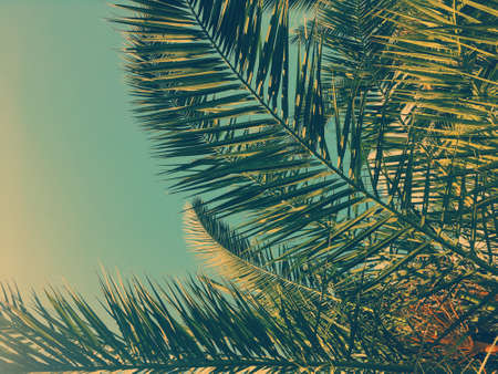 Tropical nature, vintage backdrop and summer vacation concept - Palm tree leaves and the sky,...