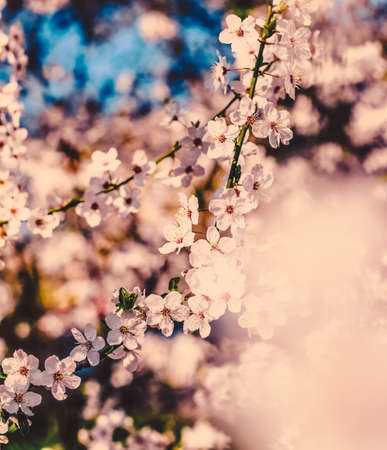 Flower art, romantic card and botanical backdrop concept - Vintage cherry flowers in bloom at sunrise as nature background for spring holiday design, floral dream gardenの写真素材
