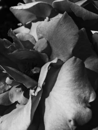 Garden flowers, beautiful nature and romantic holiday concept - Wonderful blooming rose flower at...