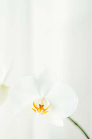 Blooming, branding and botanical concept - White orchid flower in bloom, abstract floral blossom art background and flowers in nature for wedding invitation and luxury beauty brand holiday designの写真素材