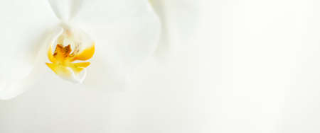 Blooming, branding and botanical concept - White orchid flower in bloom, abstract floral blossom art background and flowers in nature for wedding invitation and luxury beauty brand holiday designの写真素材