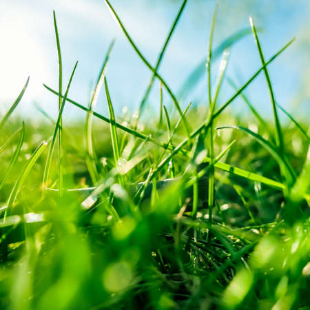Earth landscape, growth and natural environment concept - Fresh grass and sunny blue sky on a green field at sunrise, nature of countrysideの写真素材