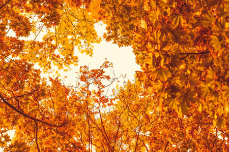 Seasonal travel, retro backdrop and rural environment concept - Beautiful autumn landscape...