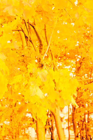 Seasonal travel, retro backdrop and rural environment concept - Beautiful autumn landscape...