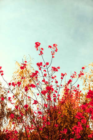 Seasonal travel, retro backdrop and rural environment concept - Beautiful autumn landscape...
