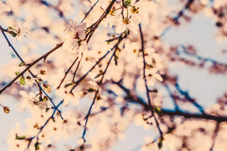 Flower art, romantic card and botanical backdrop concept - Vintage cherry flowers in bloom at sunrise as nature background for spring holiday design, floral dream gardenの写真素材