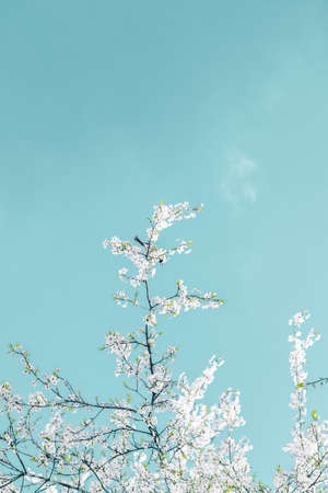 Flower trend, branding card and botanical decoration concept - Floral abstract art on turquoise background, vintage cherry flowers as nature backdrop for luxury holiday designの写真素材