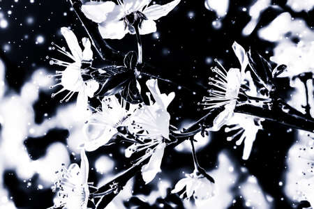 Branding, magic and festive concept - Christmas, New Years black floral background, holiday card design, flower tree and snow glitter as winter season sale promotion backdrop for luxury beauty brandの写真素材