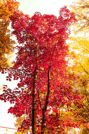 Seasonal travel, retro backdrop and rural environment concept - Beautiful autumn landscape...