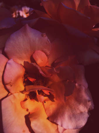 Garden flowers, beautiful nature and romantic holiday concept - Wonderful blooming rose flower at sunset, floral beauty backgroundの写真素材