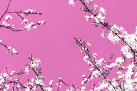 Flower trend, branding card and botanical decoration concept - Floral abstract art on pink background, vintage cherry flowers in bloom as nature backdrop for luxury holiday designの写真素材