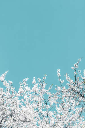 Flower trend, branding card and botanical decoration concept - Floral abstract art on turquoise background, vintage cherry flowers as nature backdrop for luxury holiday designの写真素材