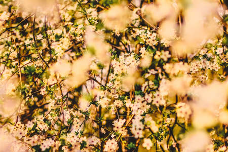 Flower art, romantic card and botanical backdrop concept - Vintage cherry flowers in bloom at...