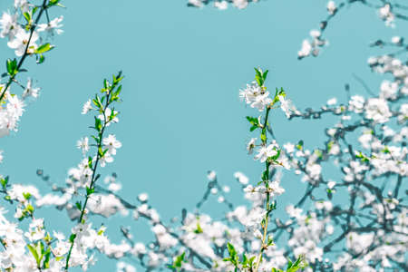 Flower trend, branding card and botanical decoration concept - Floral abstract art on turquoise background, vintage cherry flowers as nature backdrop for luxury holiday designの写真素材