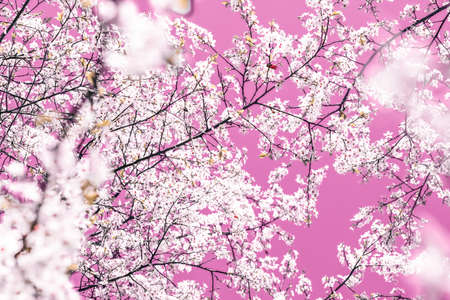 Flower trend, branding card and botanical decoration concept - Floral abstract art on pink...
